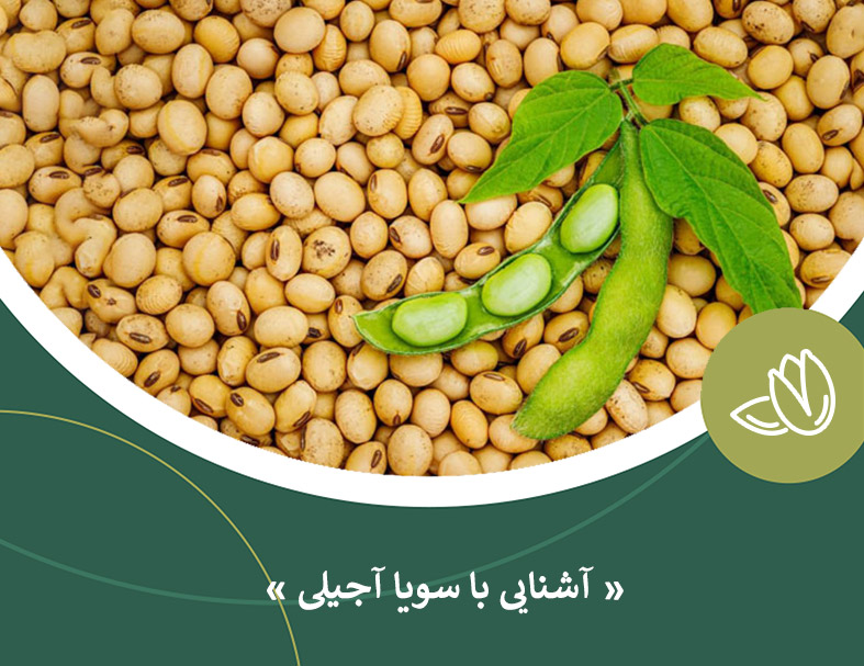 آشنایی با سویا آجیلی